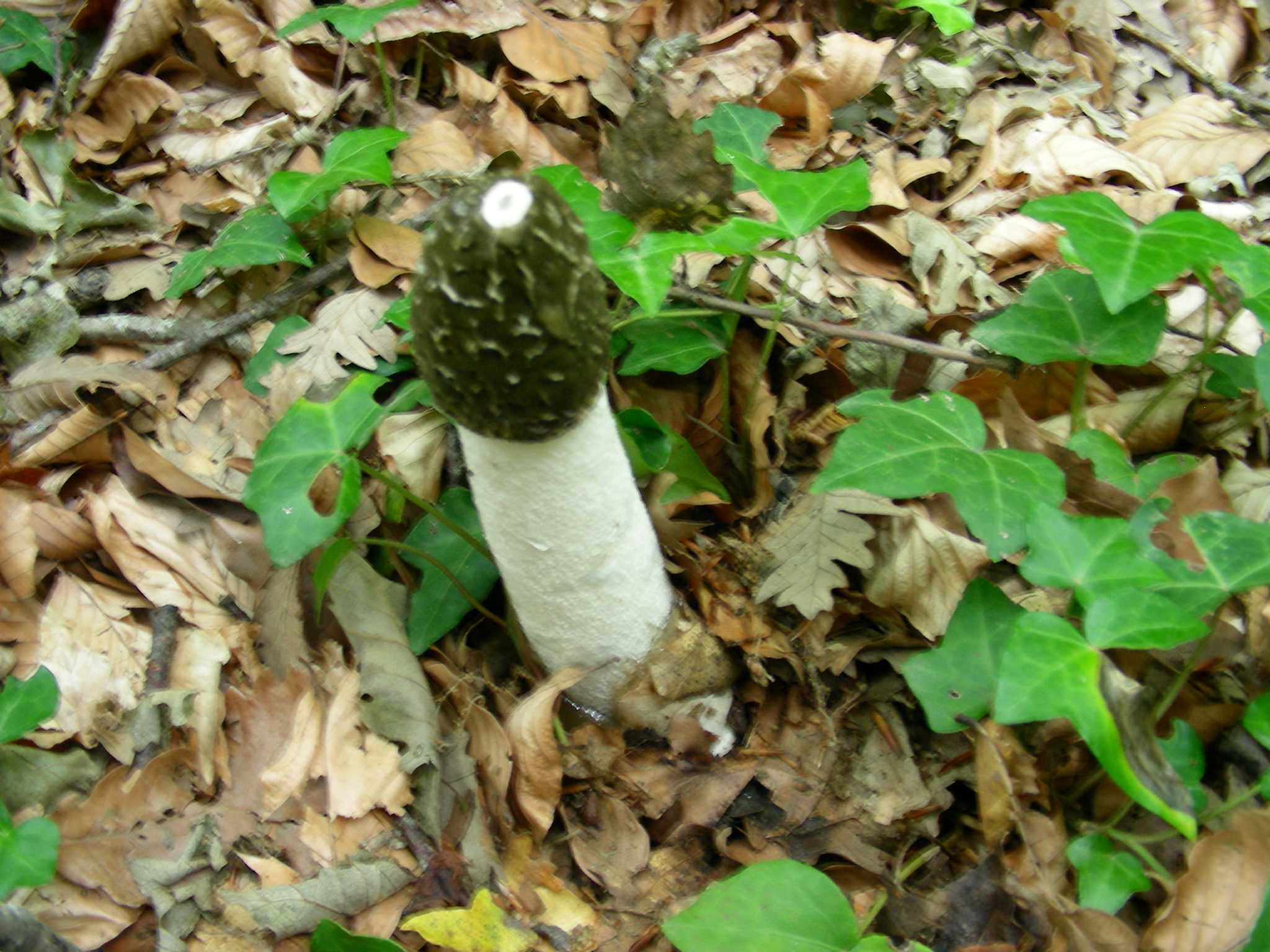 1375 Giugno vecchio ritrovamento